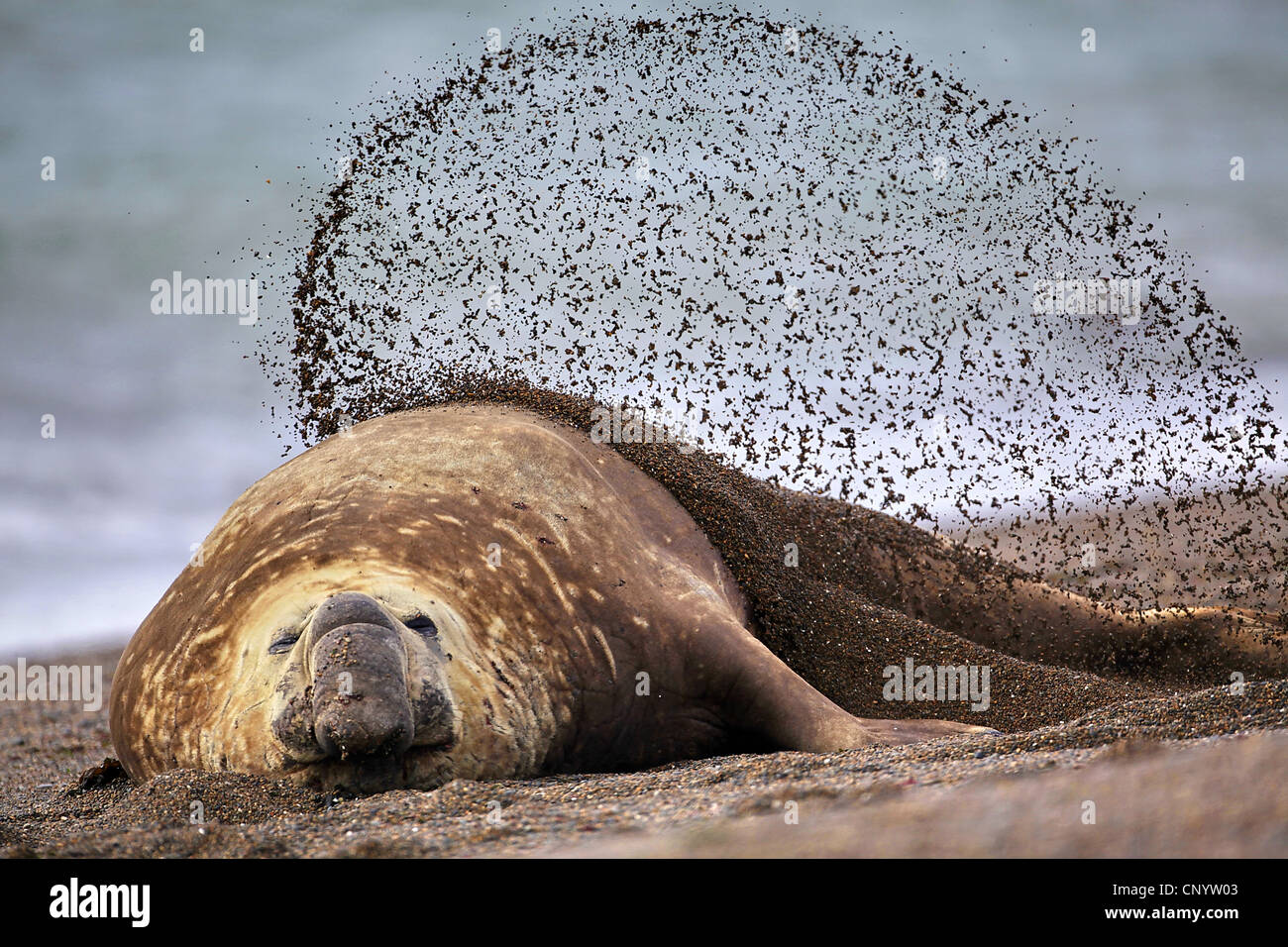 Elefante marino del sud (Mirounga leonina), Bull sdraiato sulla spiaggia e gettando sabbia in aria, Argentina, Penisola di Valdes Foto Stock