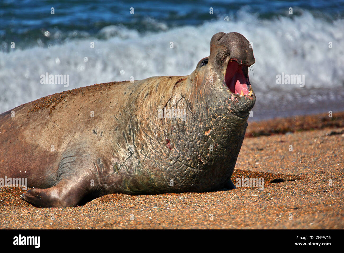 Elefante marino del sud (Mirounga leonina), Bull sdraiato sulla spiaggia e ruggente, Argentina, Penisola di Valdes Foto Stock