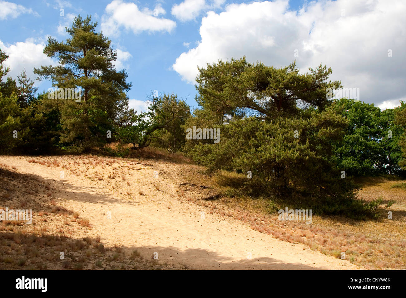 Dune dell'entroterra nella zona di conservazione Bollenberg, Germania, Meclemburgo-Pomerania, Bollenberg GFN, Gothmann Foto Stock