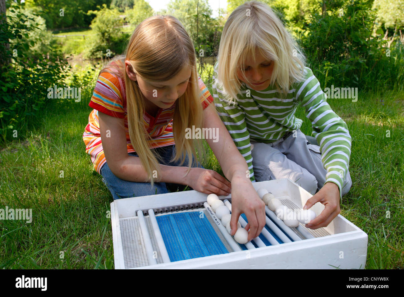 Due bambini di smistamento della gallina uova in allevatore, Germania Foto Stock