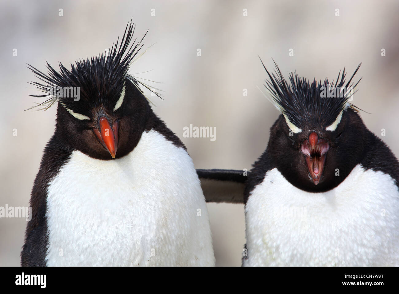 Pinguino saltaroccia (Eudyptes chrysocome), abbracciando, Argentina, Isola dei Pinguini Foto Stock