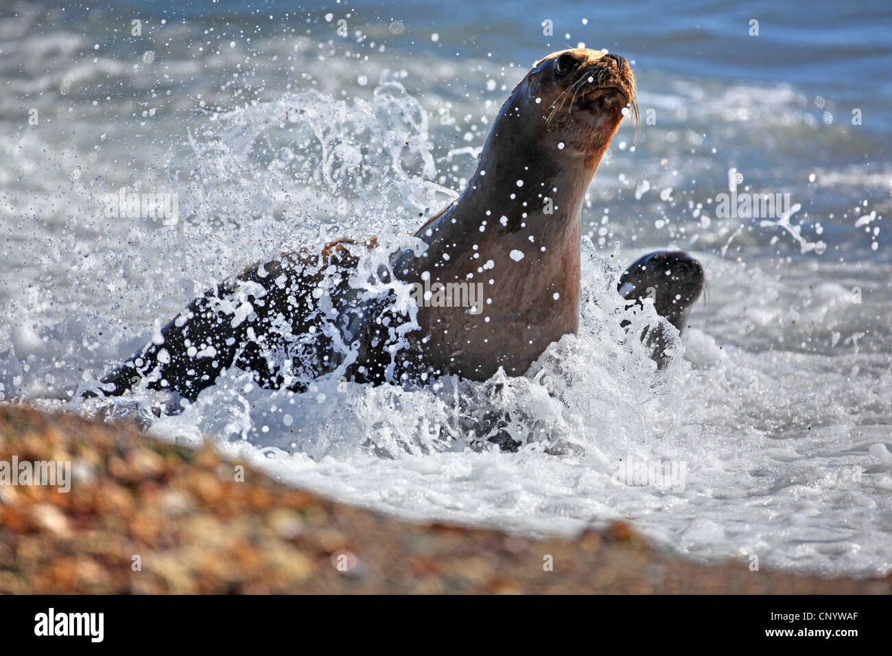 Southern Sea Lion, sud americana di leone marino della Patagonia, Sea Lion (Otaria flavescens, Otaria byronia), madre e cub, Argentina, Penisola Valdes Foto Stock