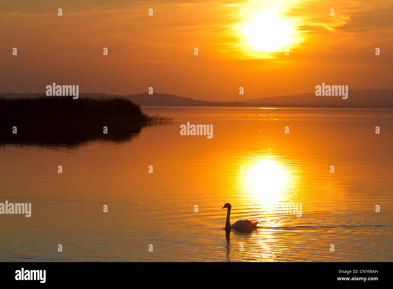 Cigno (Cygnus olor), piscina sul Neusiedlersee nel tramonto, Austria, Burgenland, Neusiedler See Parco Nazionale, Podersdorf Foto Stock