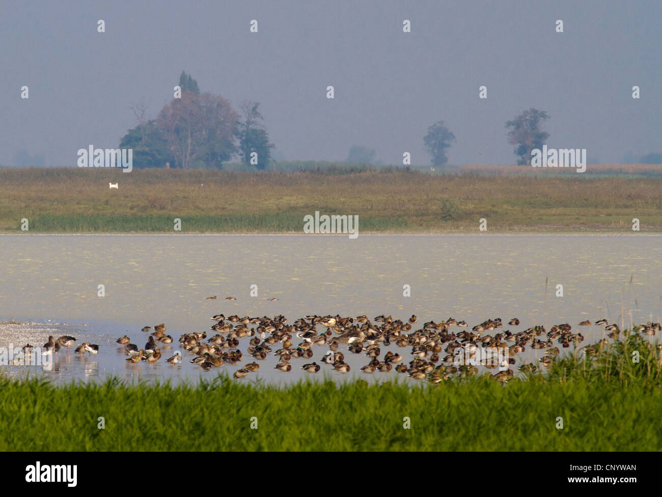 Appoggio anatre, Austria, Burgenland, Neusiedler See Parco Nazionale, Worten Lacken Foto Stock