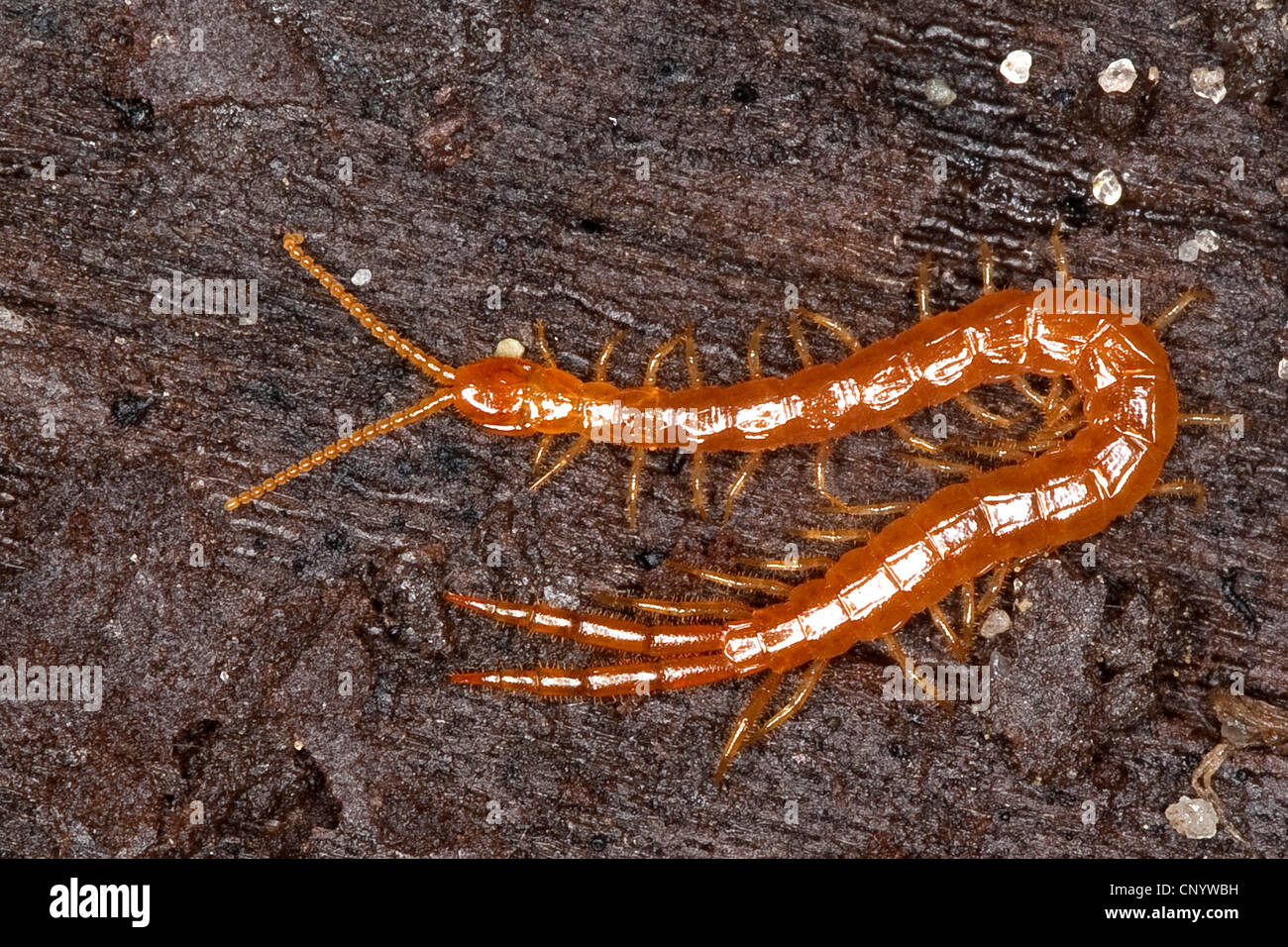 Giardino europeo (scolopendra Cryptops hortensis), seduti su legno, Germania Foto Stock