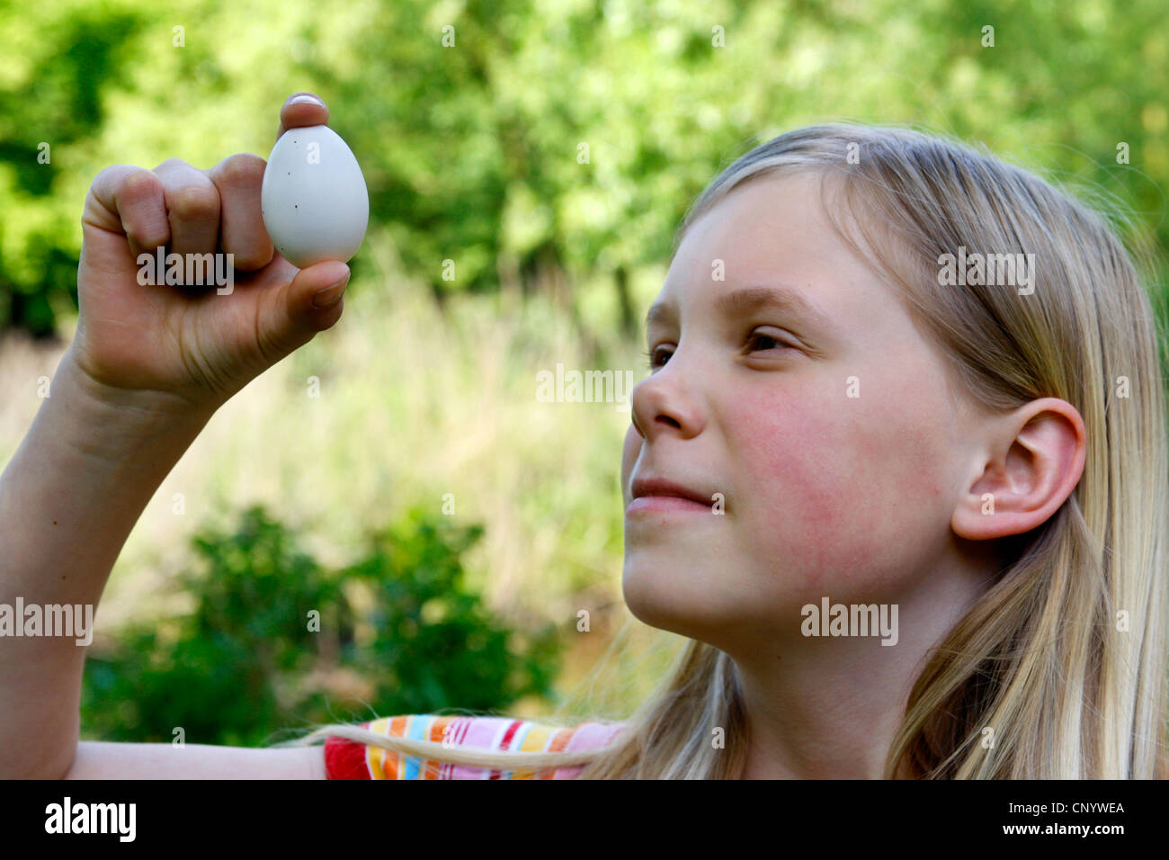 Galli e galline (Gallus gallus f. domestica), ragazza di ispezionare un fertile di gallina uova in controluce, Germania Foto Stock