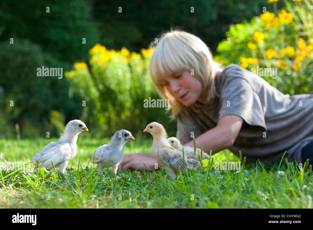 Galli e galline (Gallus gallus f. domestica), ragazzo giocando con i pulcini in un giardino, Germania Foto Stock