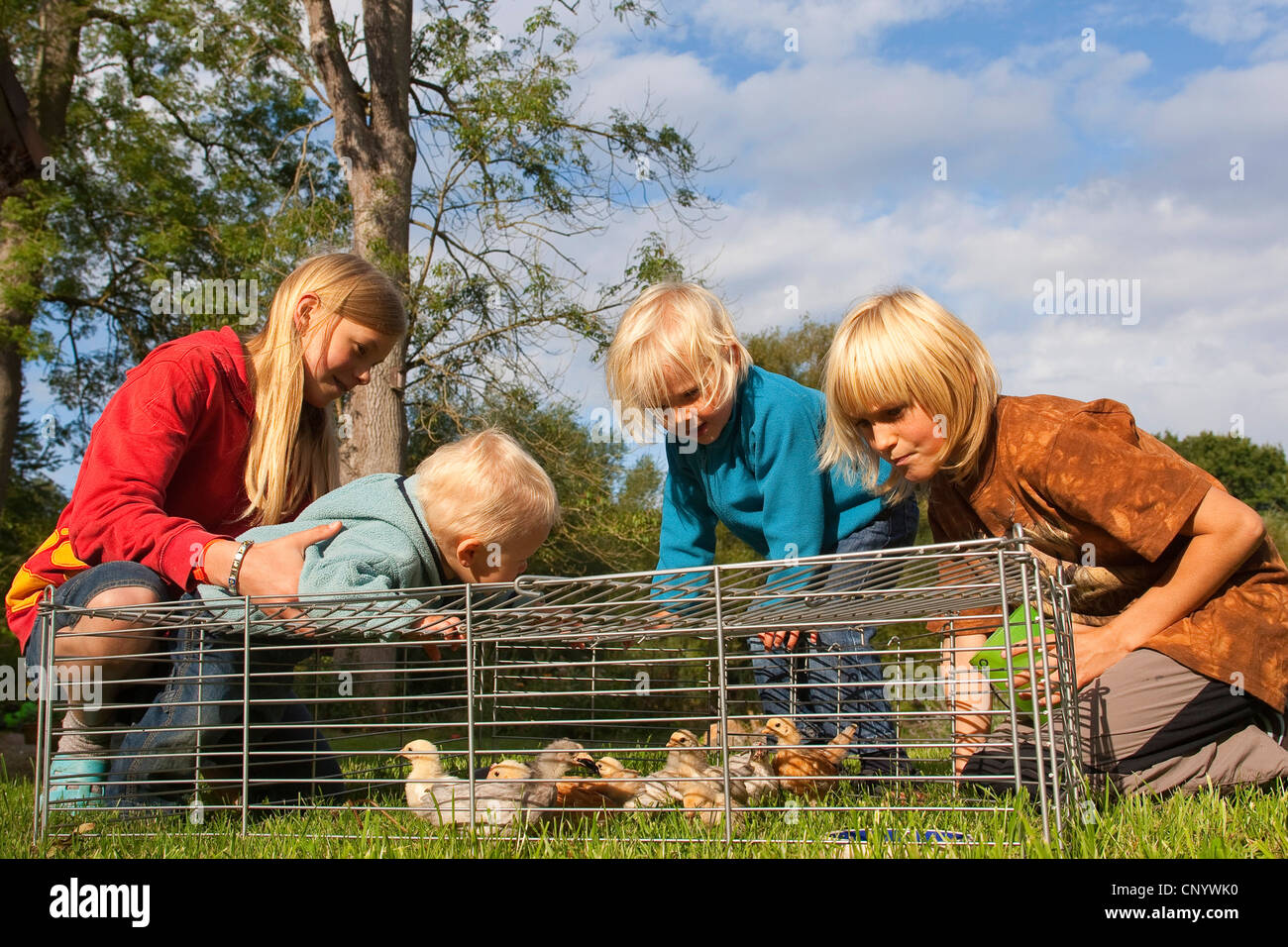 Galli e galline (Gallus gallus f. domestica), ai bambini la visione di pulcini in un free-range contenitore in un prato, Germania Foto Stock