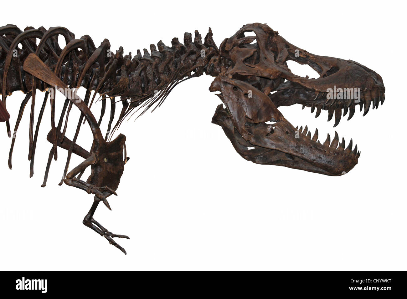 Tyrannosaurus Rex scheletro isolati su sfondo bianco Foto Stock