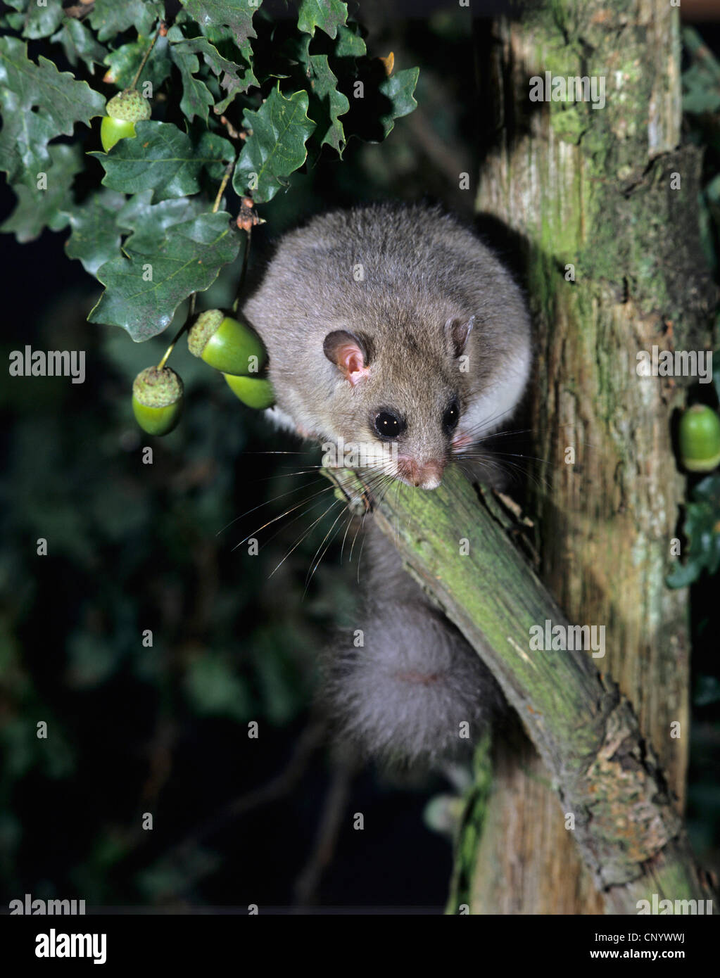 Moscardino commestibili, commestibili nessuno ghiro, grasso ghiro, scoiattolo-tailed ghiro (Glis glis), su un ramo Foto Stock