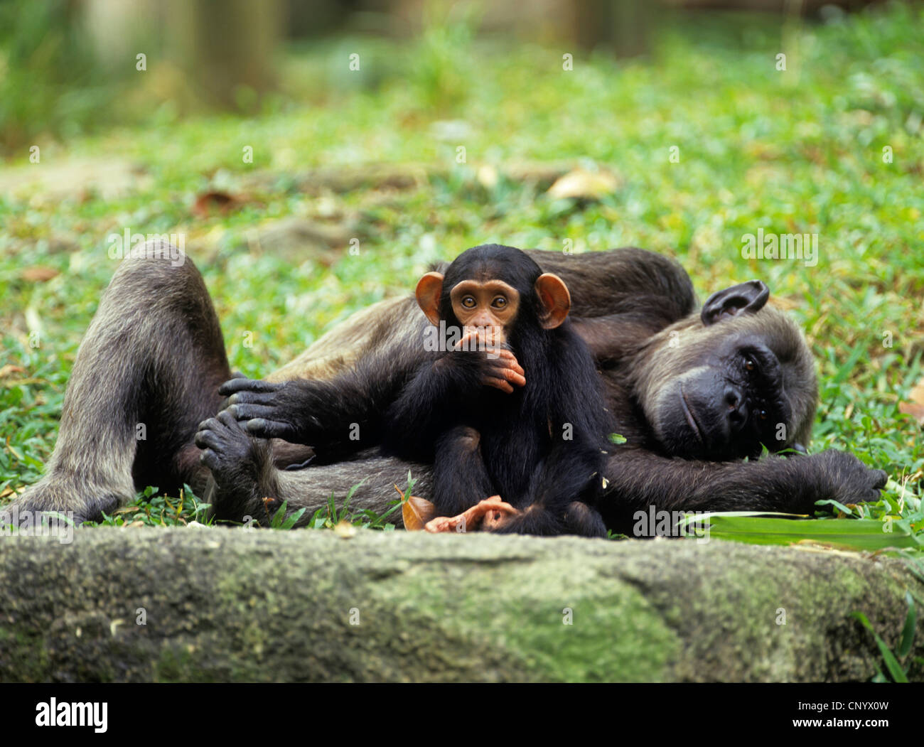 Scimpanzé comune (Pan troglodytes), con piccola scimmia Foto Stock