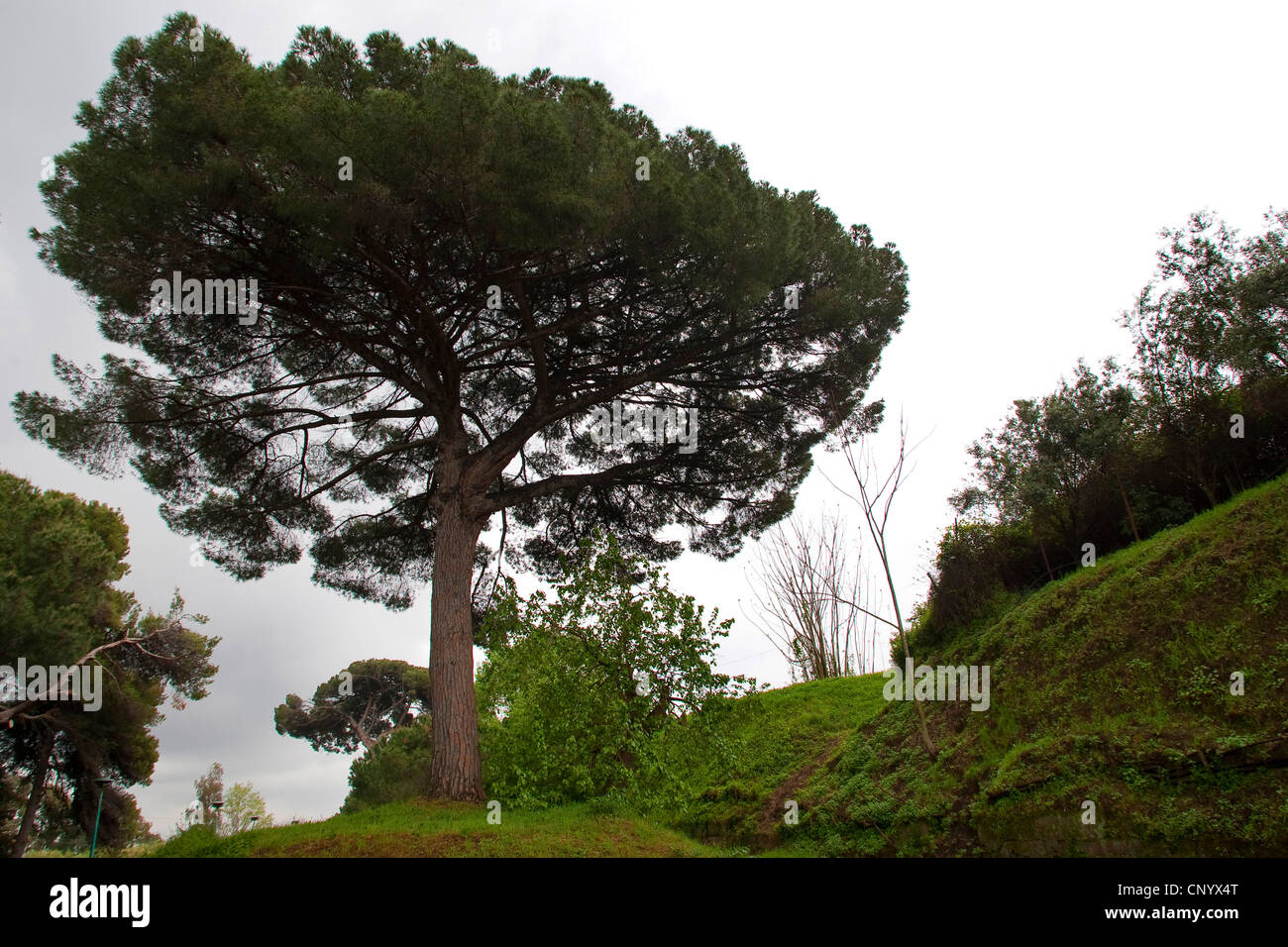 Il cembro, Italiano pino domestico, pino domestico (Pinus pinea) Foto Stock