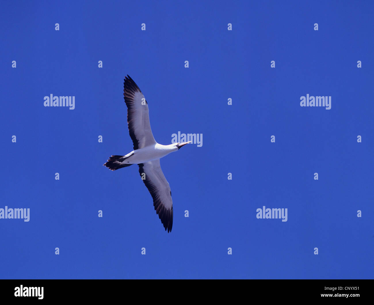 Blu-di fronte booby (Sula dactylatra), al cielo Foto Stock