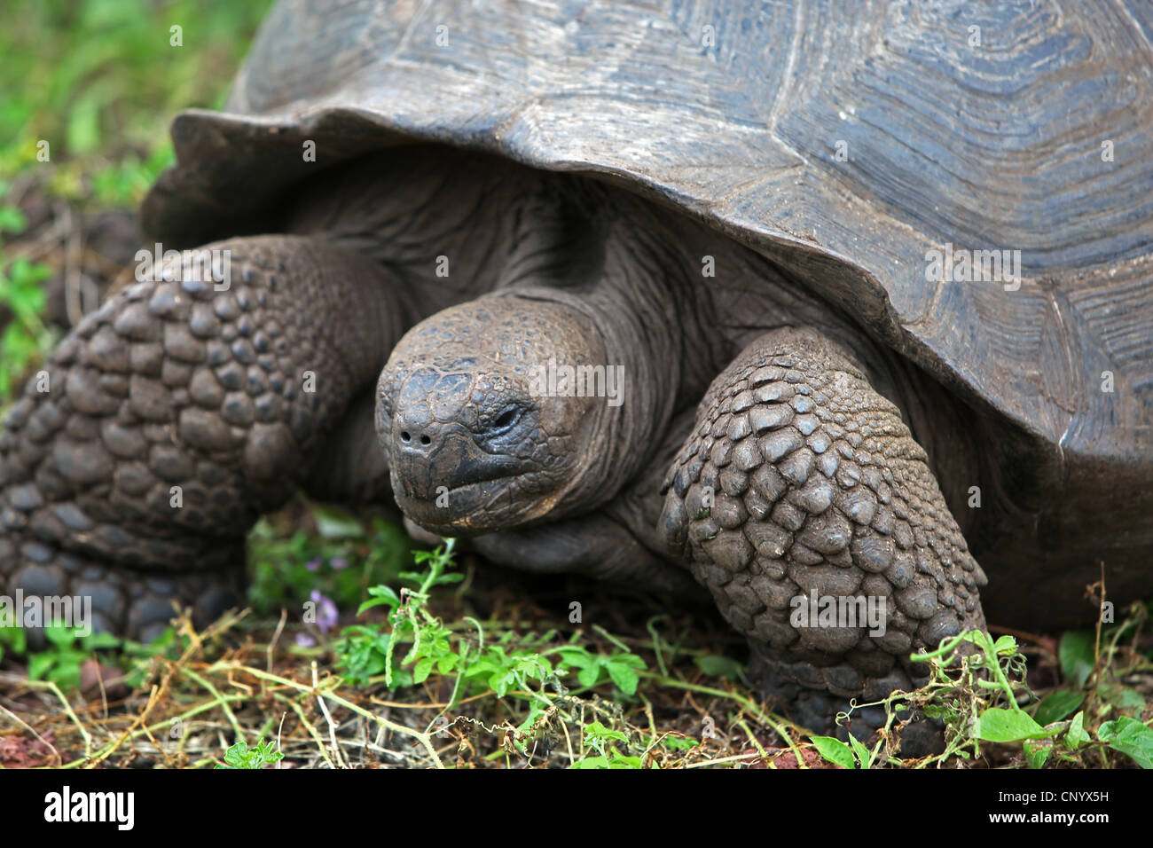 Le Galapagos La tartaruga gigante (Testudo elephantopus porteri, Geochelone elephantopus porteri, Chelonoides elephantopus porteri), ritratto, Ecuador Isole Galapagos Foto Stock