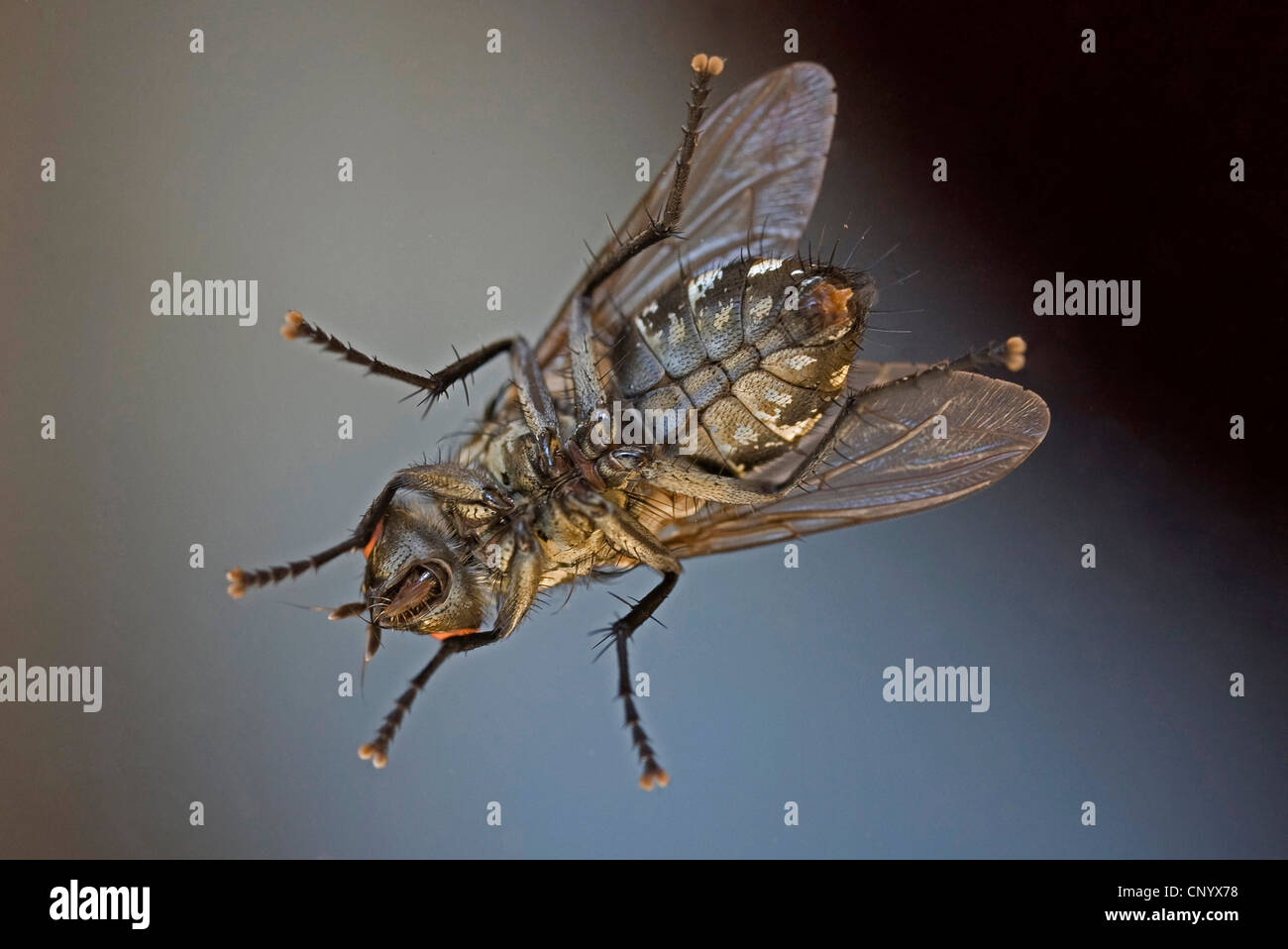 Mosca di casa (Musca domestica), modulo sottostante, Germania, il Land Brandeburgo Foto Stock