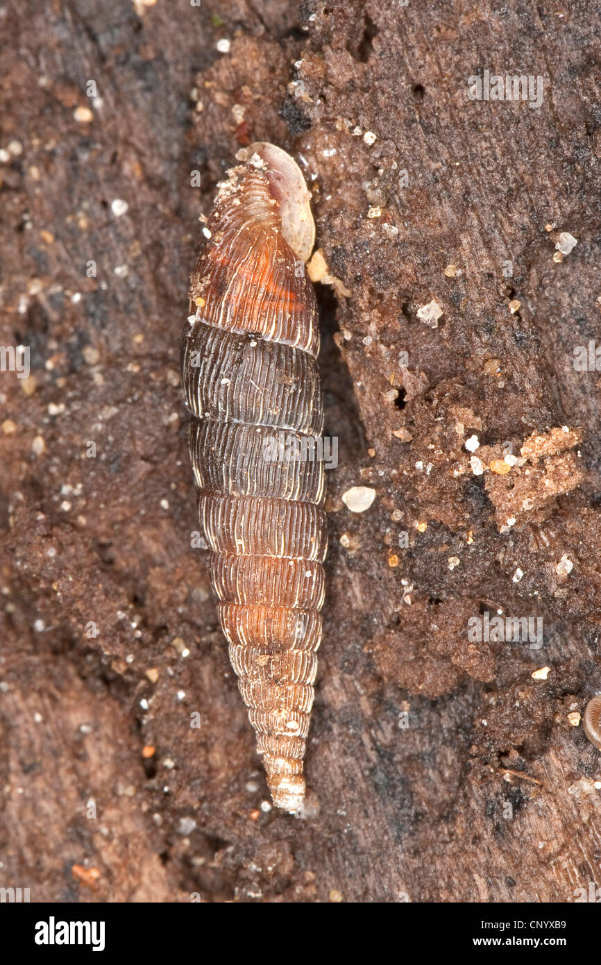 Sportello rivestito lumaca (Macrogastra lineolata, Macrogastra lineolata attenuata, Clausilia lineolata, Iphigena lineolata), appeso a una scheda fangose Foto Stock