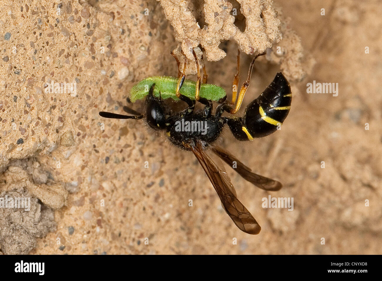 Potter wasp (Odynerus spinipes, Oplomerus spinipes), all'ingresso della den costruito di limo con catturato larva, Germania Foto Stock