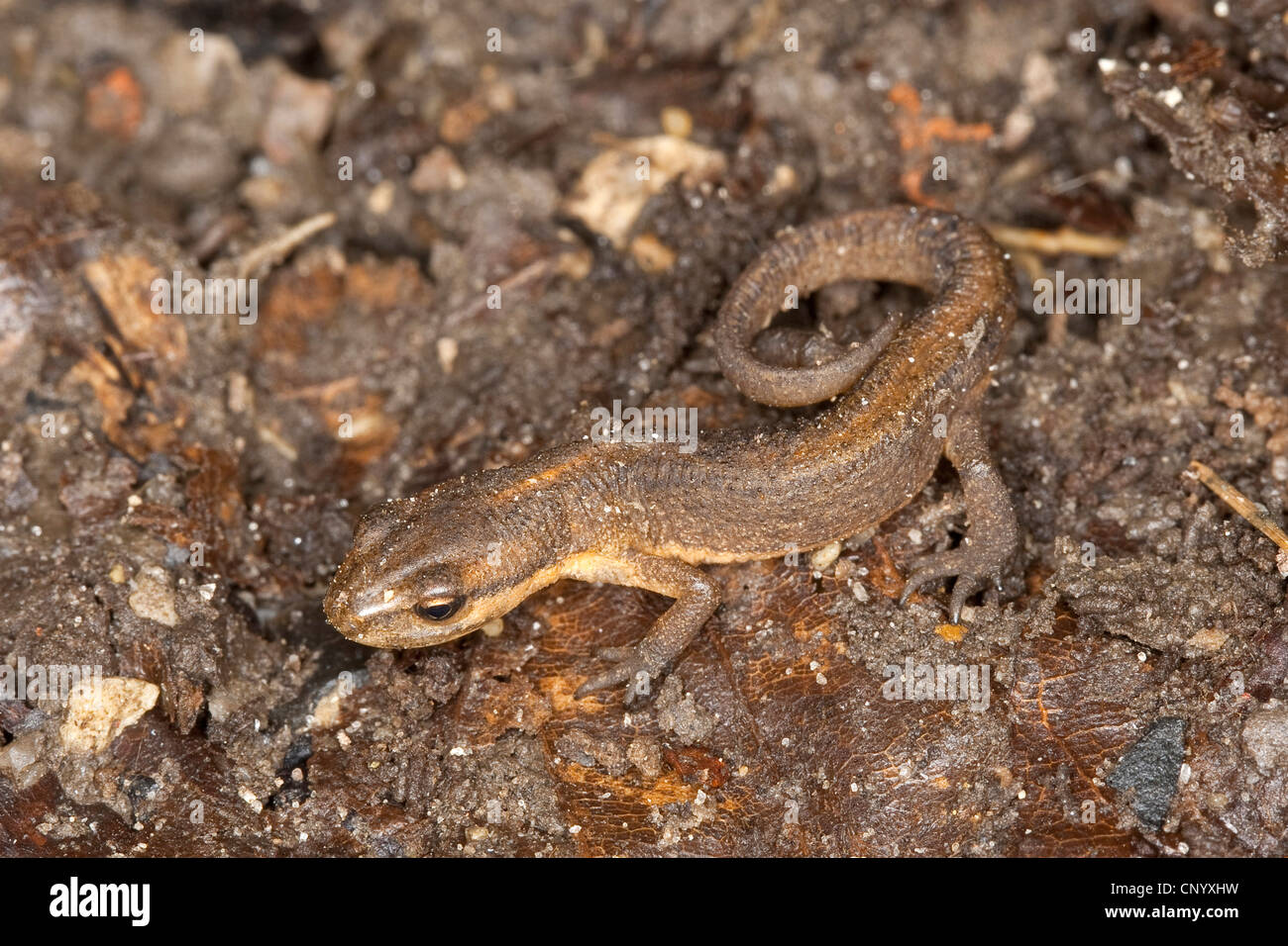 Newt liscia (Triturus vulgaris, Lissotriton vulgaris ), capretti sul terreno fangoso, Germania Foto Stock
