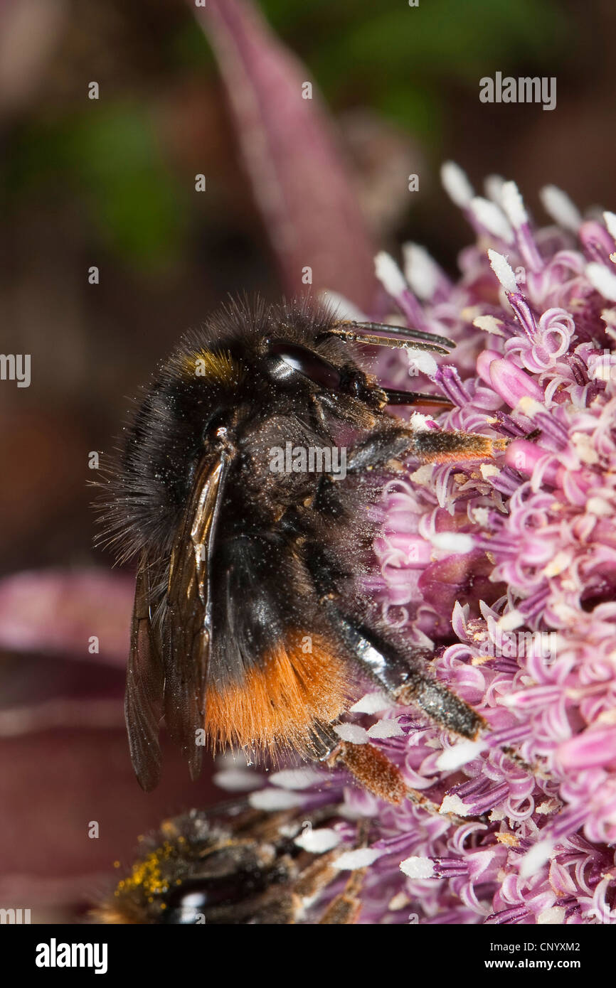 Inizio Bumble Bee (Bombus pratorum), seduti su un fiore rosa in cerca di nettare, Germania Foto Stock