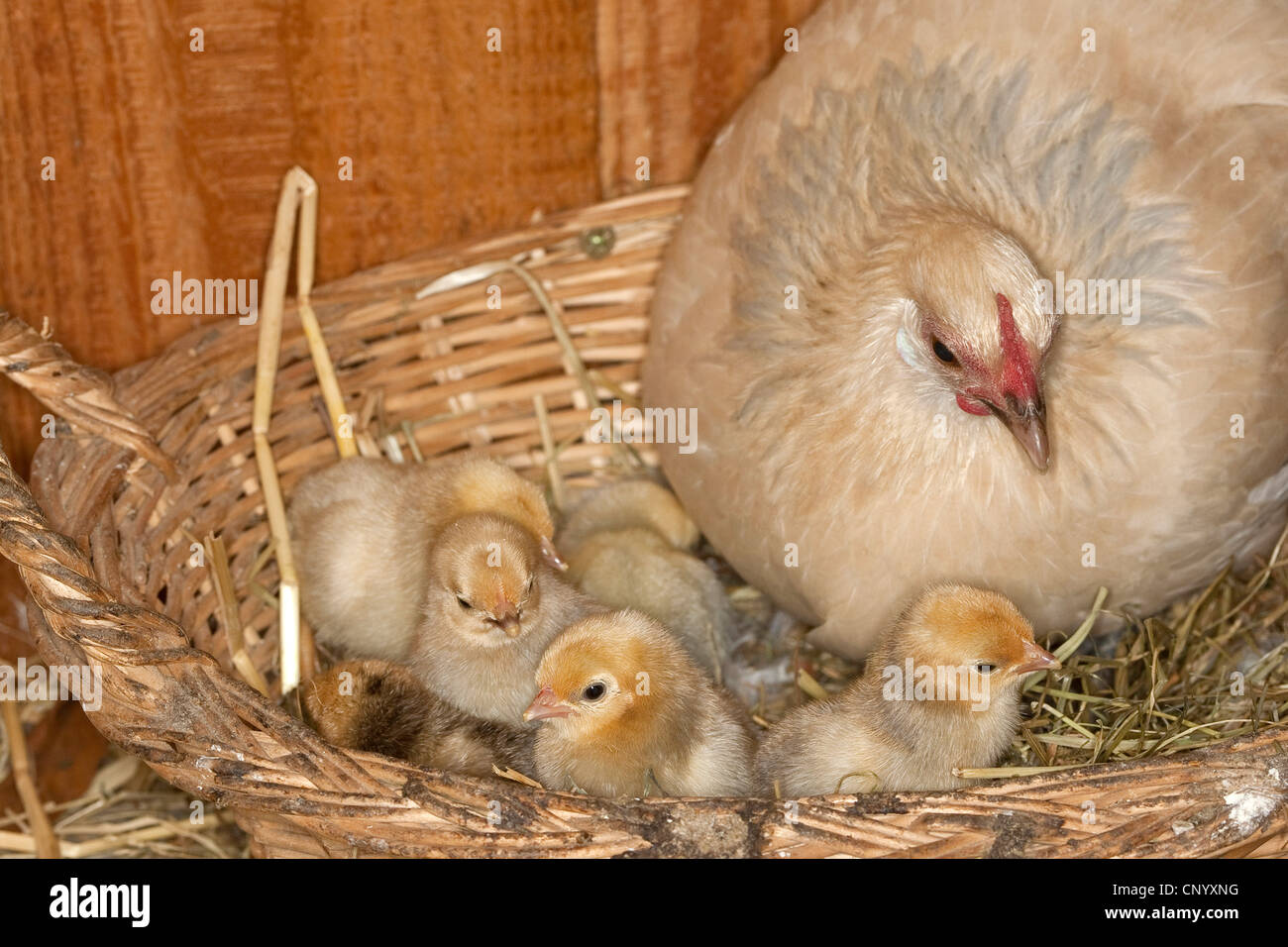 Bantam (Gallus gallus f. domestica), Gallina mantenendo i pulcini caldo , Germania Foto Stock