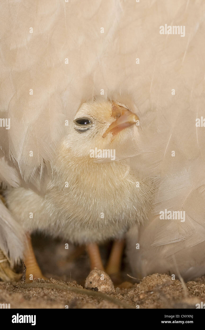 Bantam (Gallus gallus f. domestica), Pulcino Gallina sotto il piumaggio, Germania Foto Stock
