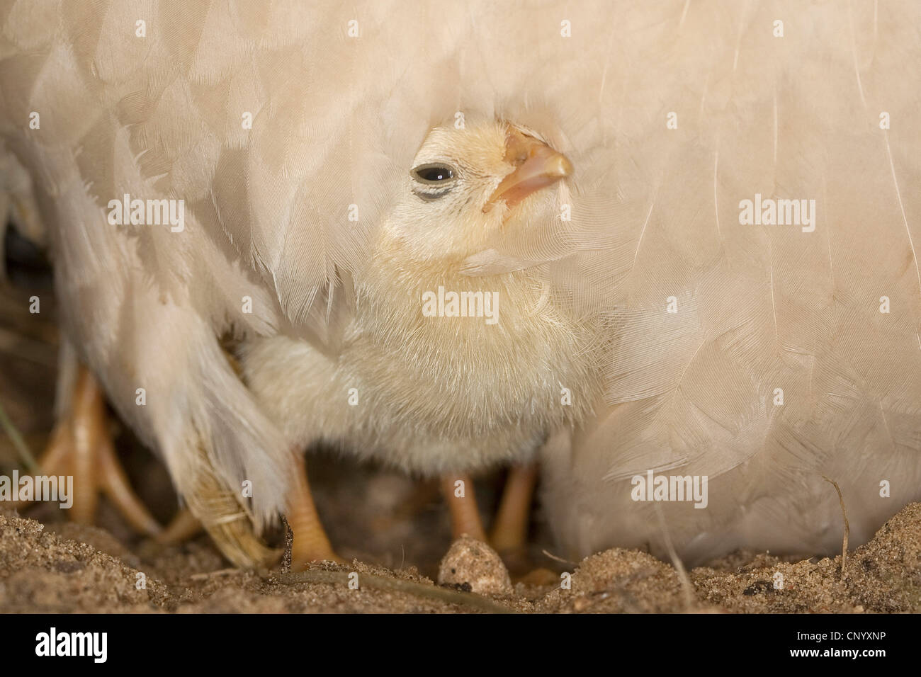 Bantam (Gallus gallus f. domestica), Pulcino Gallina sotto il piumaggio, Germania Foto Stock