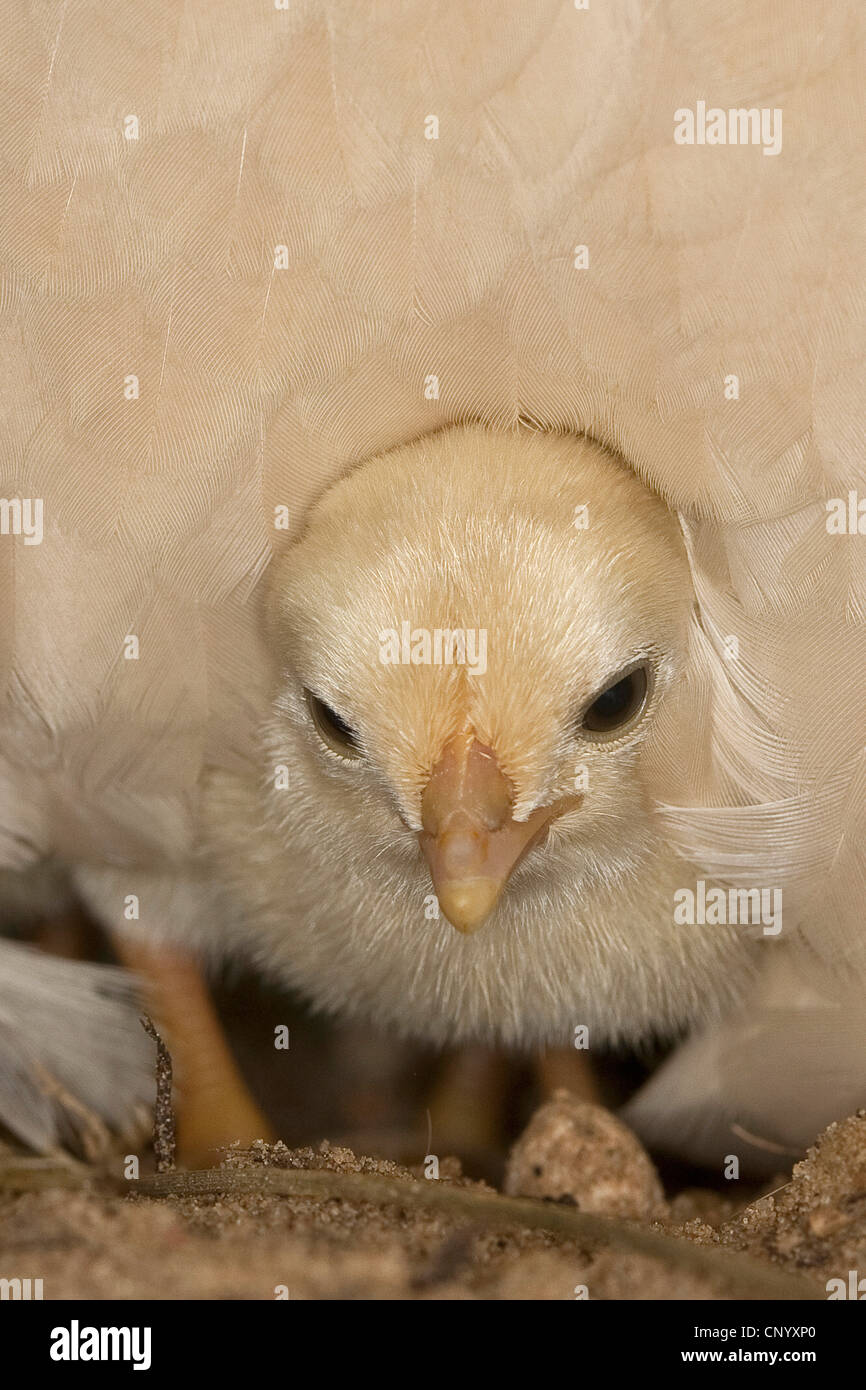 Bantam (Gallus gallus f. domestica), Pulcino Gallina sotto il piumaggio, Germania Foto Stock