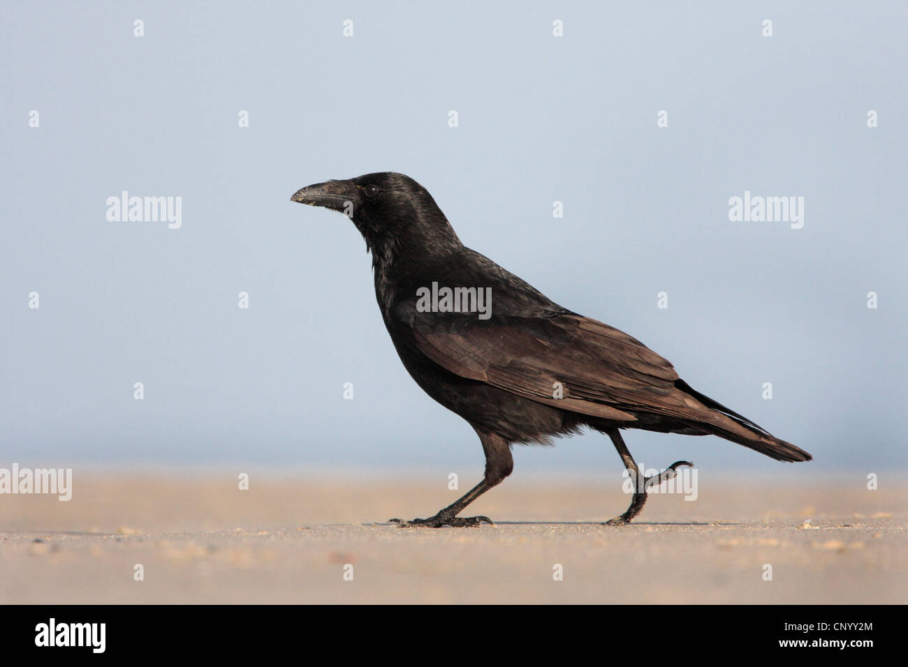 Carrion crow (Corvus corone), passeggiate sulla spiaggia, la Germania, l'isola di Helgoland Foto Stock