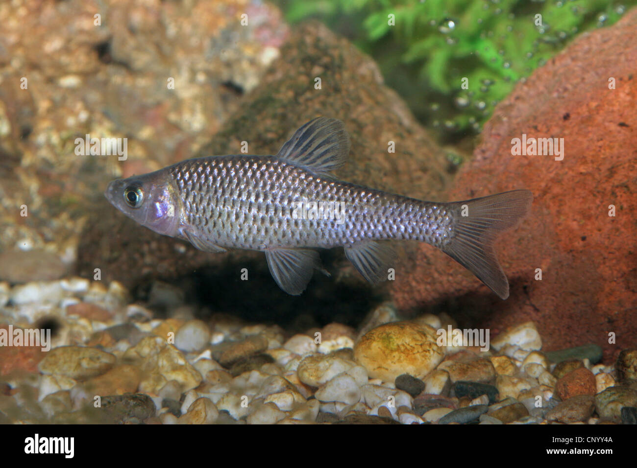 Moroko di pietra, gudgeon di Topmouth (Pseudorasbora parva), Over Shingle, Germania, Renania settentrionale-Vestfalia Foto Stock