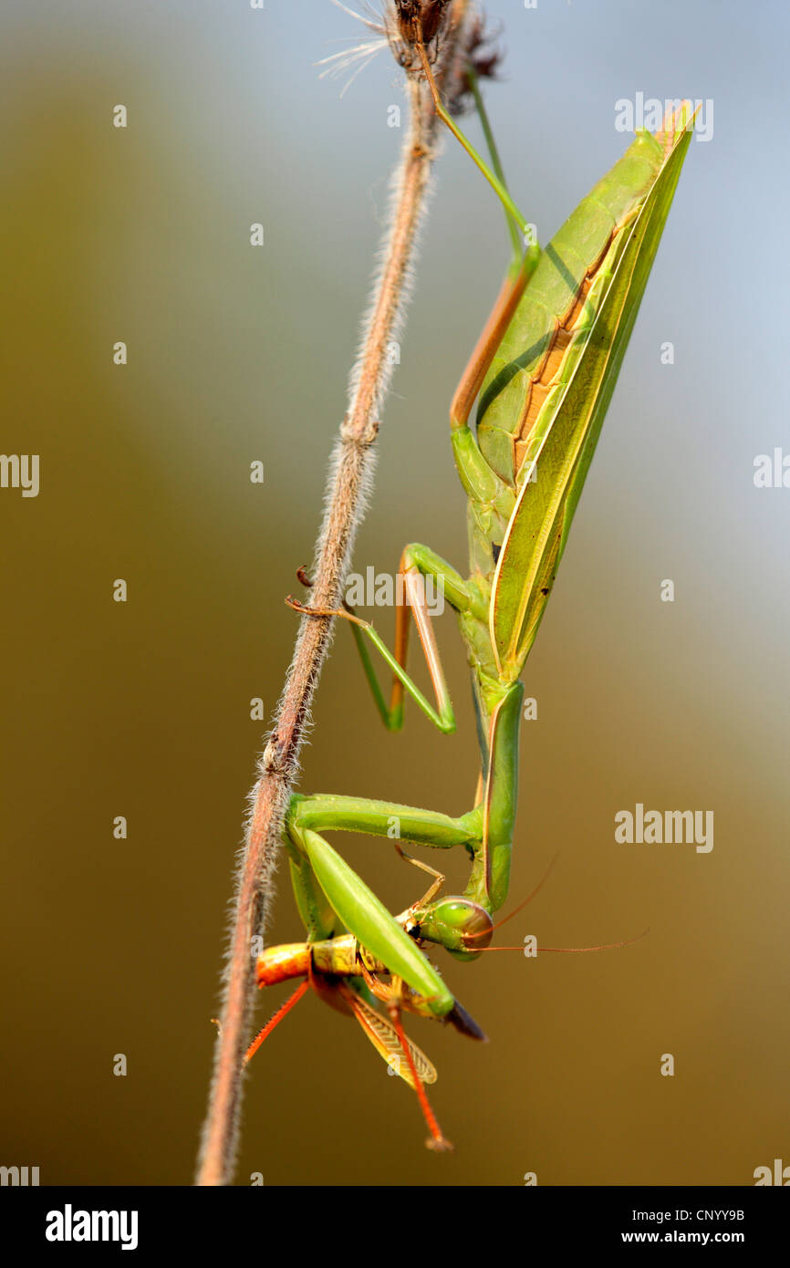 Unione depredavano mantis (mantide religiosa), seduti a un infiorescenza a secco alimentazione su insetti catturati, GERMANIA Baden-Wuerttemberg Foto Stock