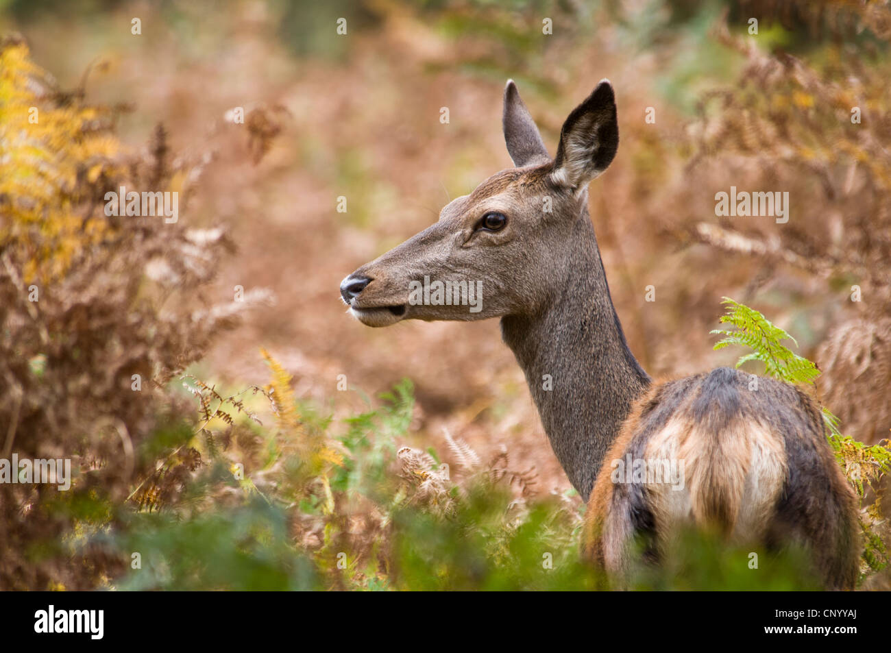 Un bambino Red Deer cervo (Cervus elaphus) Il peering fuori del bracken nel Parco di Richmond, Surrey. Ottobre. Foto Stock