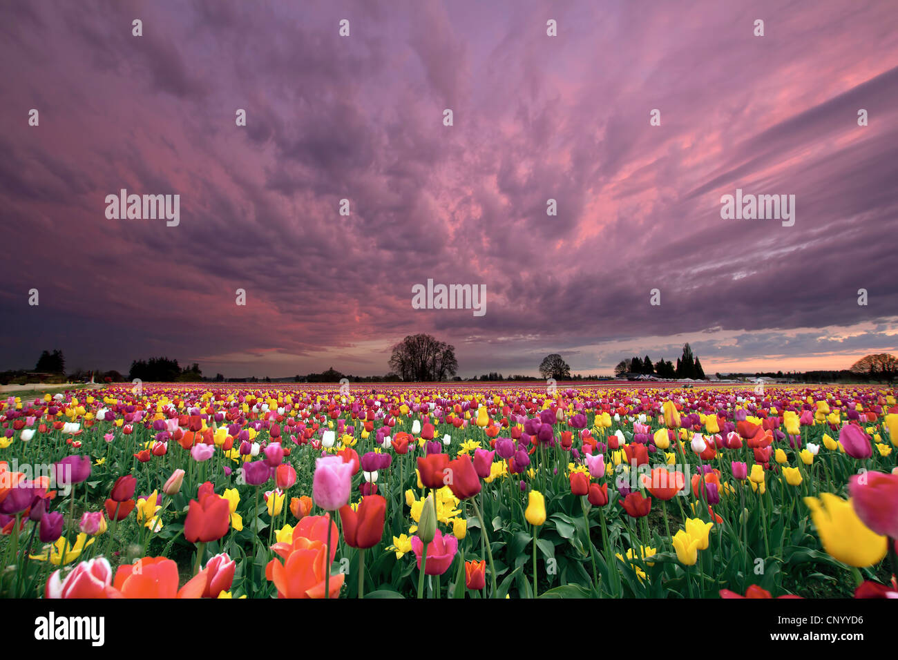 Tramonto sul campo di fattoria di Tulip fiori che sbocciano in Oregon in primavera Foto Stock