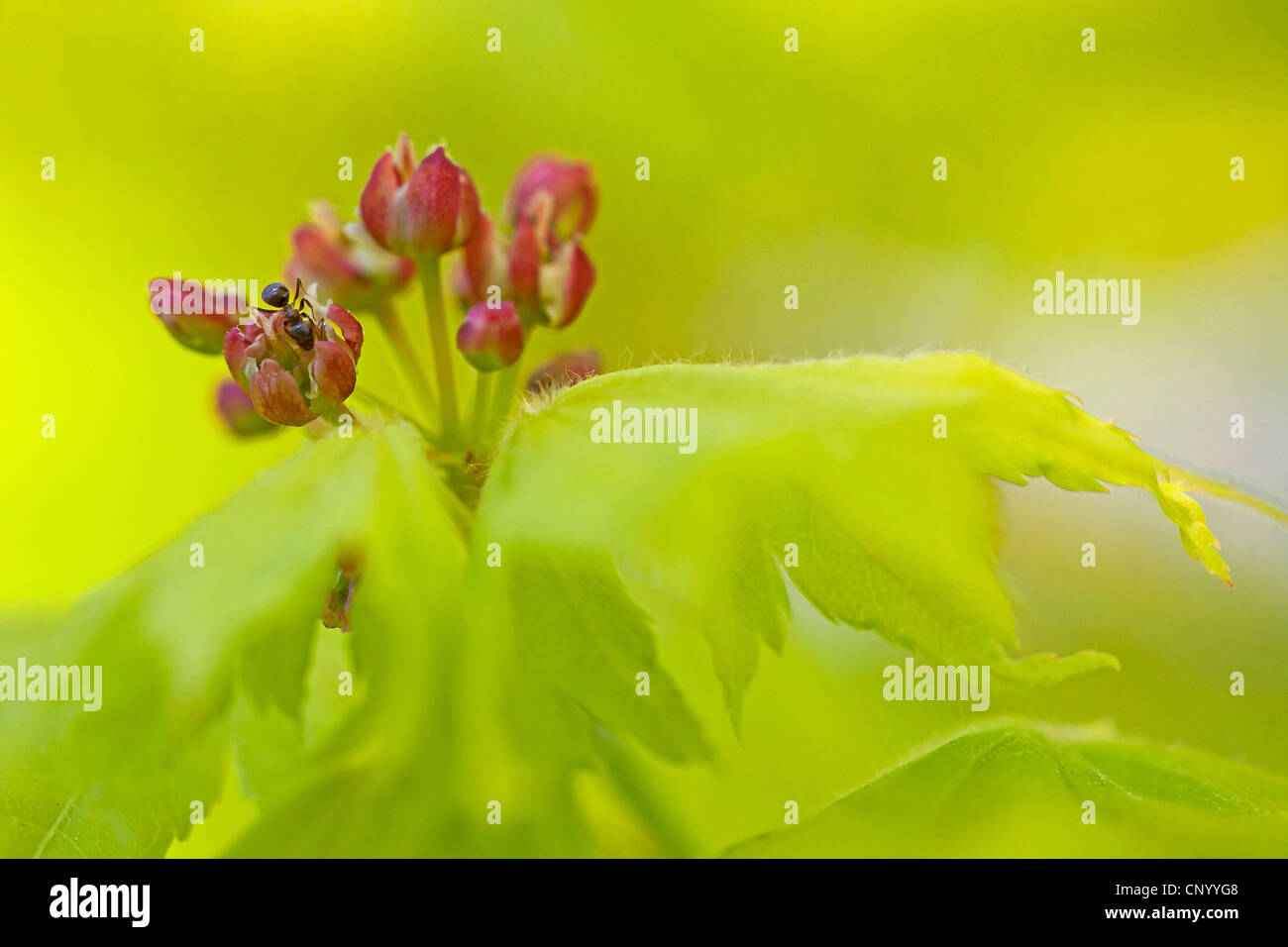 Shirasawa di acero, acero Fullmoon (Acer shirasawanum), infiorescenza con alimentazione ant su nectar, Germania, il Land Brandeburgo Foto Stock