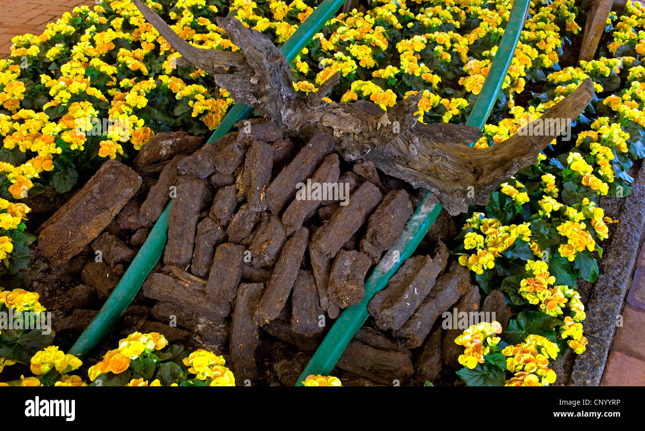 Begonia (Begonia spec.), giallo tubero begonie e pezzi di torba in una sala dei fiori, Germania, Bassa Sassonia, Wiesmoor Foto Stock