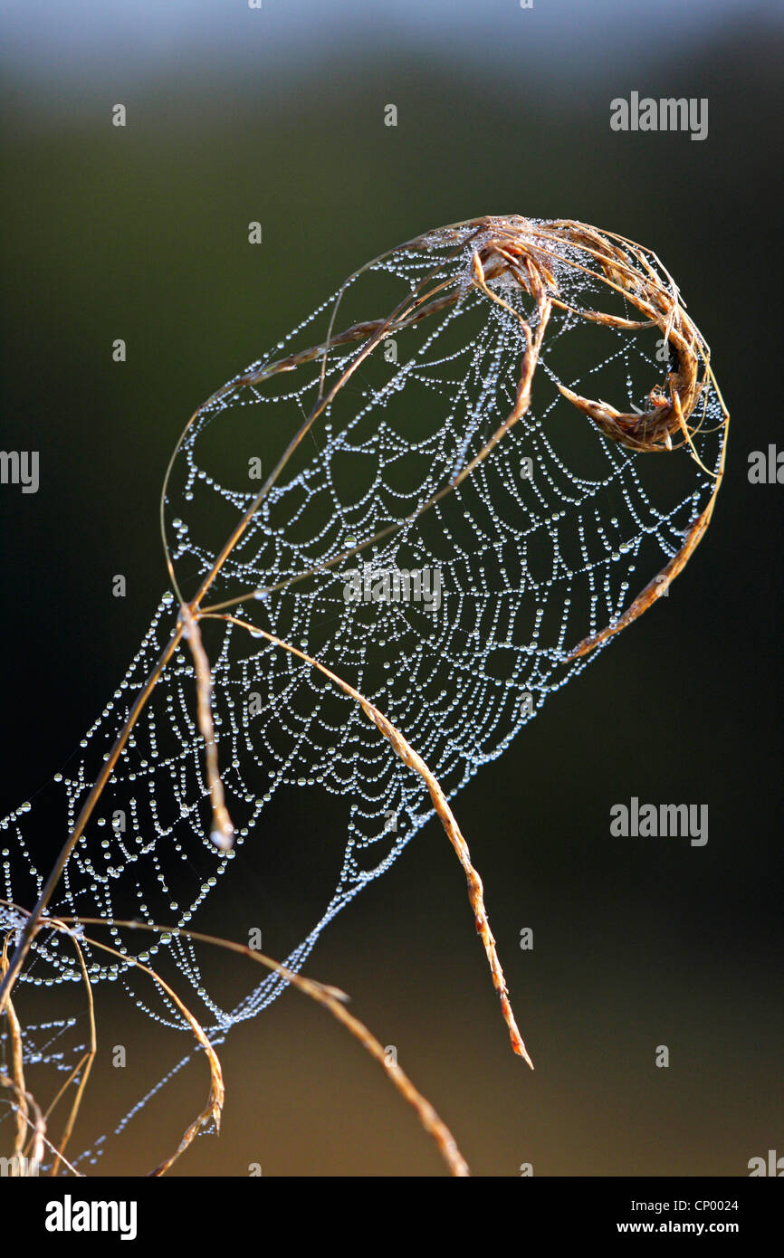 Spider Web con rugiada di mattina, GERMANIA Baden-Wuerttemberg Foto Stock