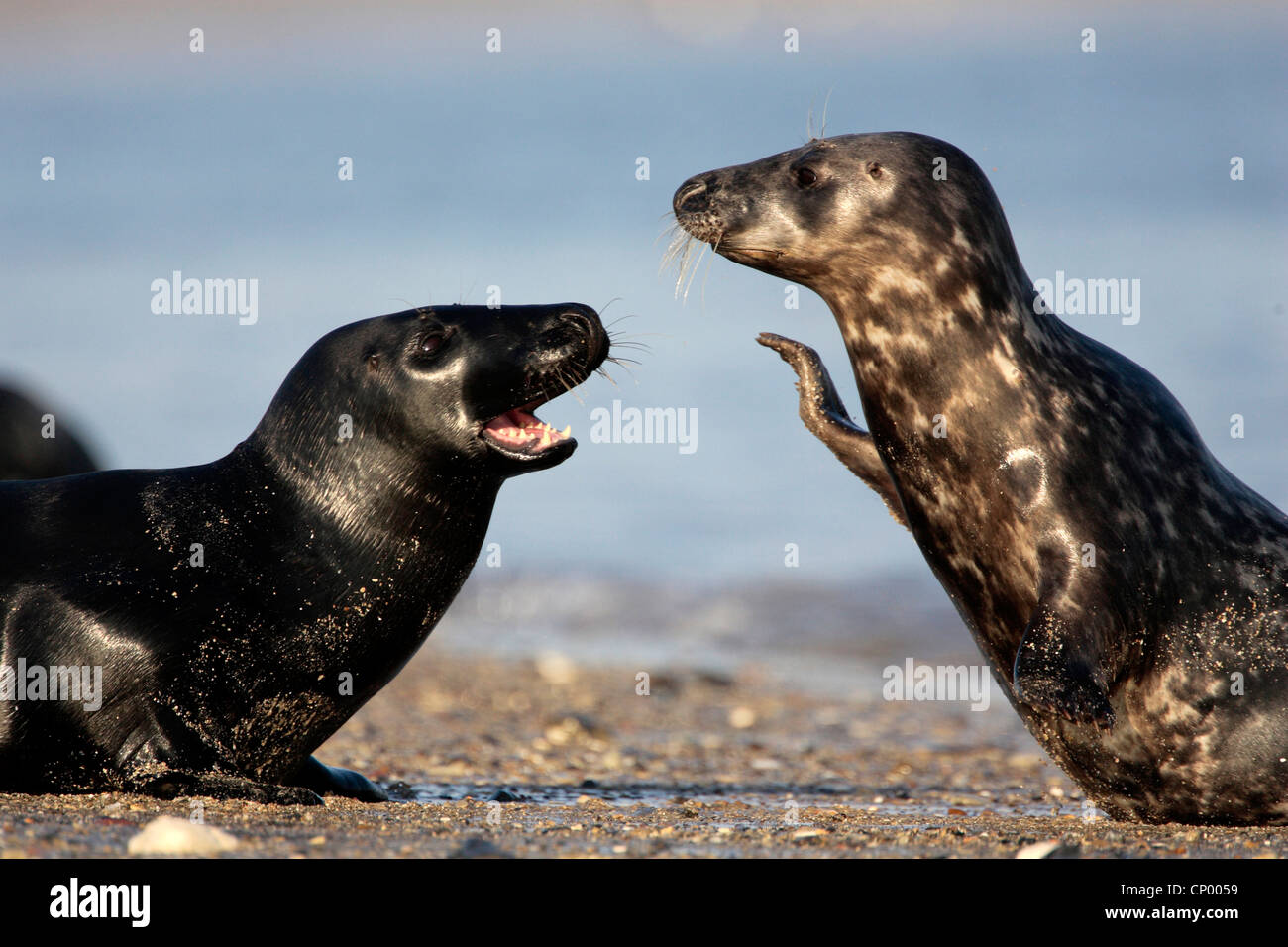 Guarnizione grigio (Halichoerus grypus), due animali giacenti vis-a-vis sulla sabbia della spiaggia, Germania, Schleswig-Holstein, l'isola di Helgoland Helgoland Foto Stock