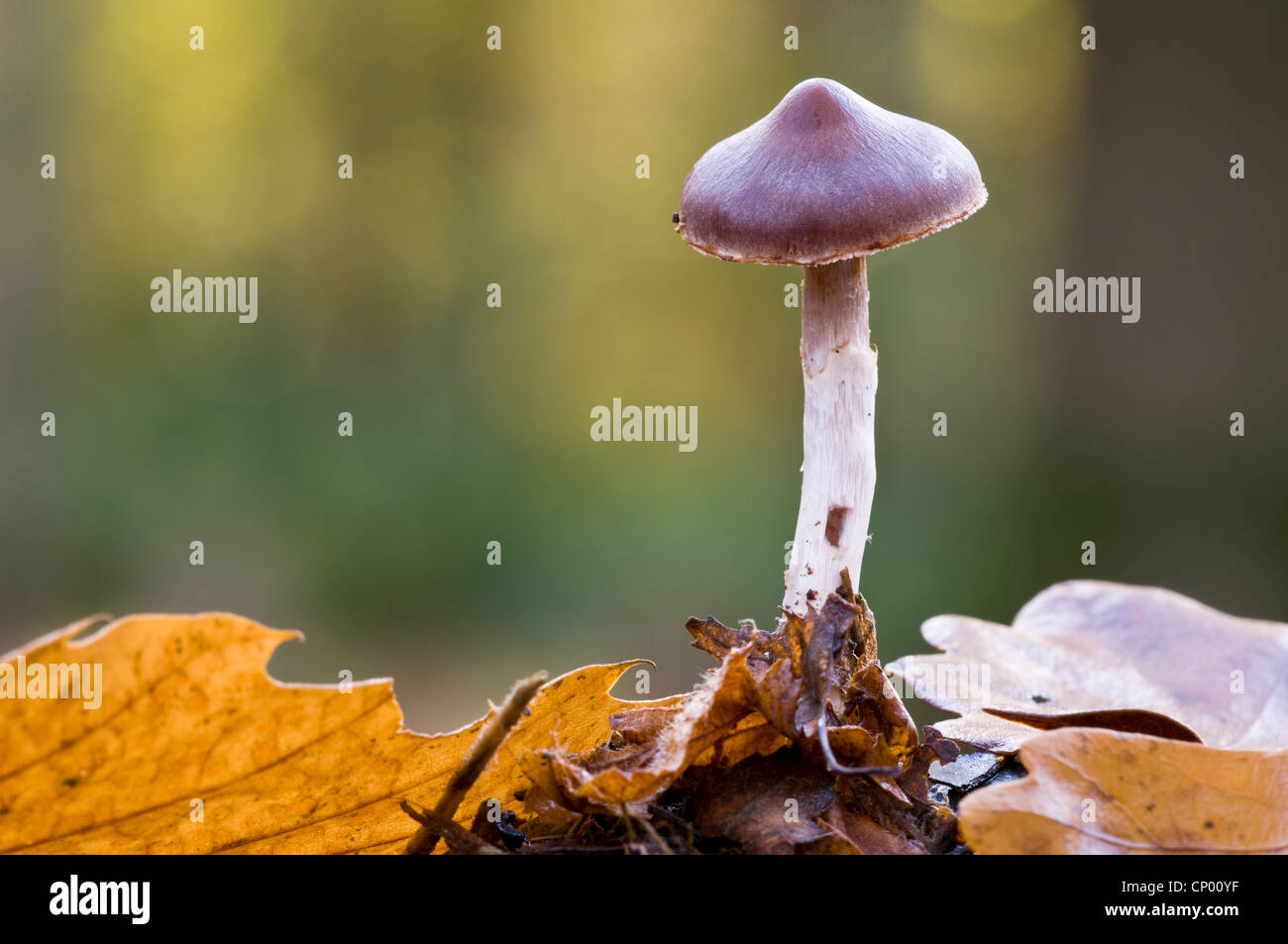 Un fungo webcap (Cortinarius casimiri) cresce in figliata di foglia in Brede alta boschi, West Sussex. Novembre. Foto Stock