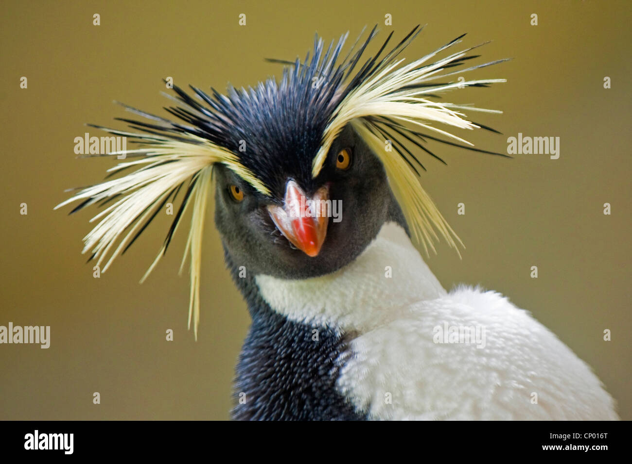 Pinguino saltaroccia (Eudyptes chrysocome), ritratto Foto Stock