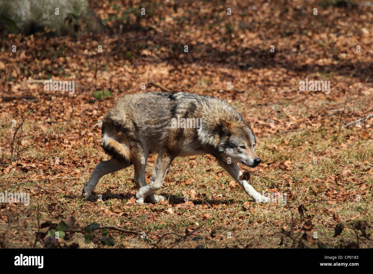 Unione lupo (Canis lupus lupus), asservita al lupo, Germania Foto Stock