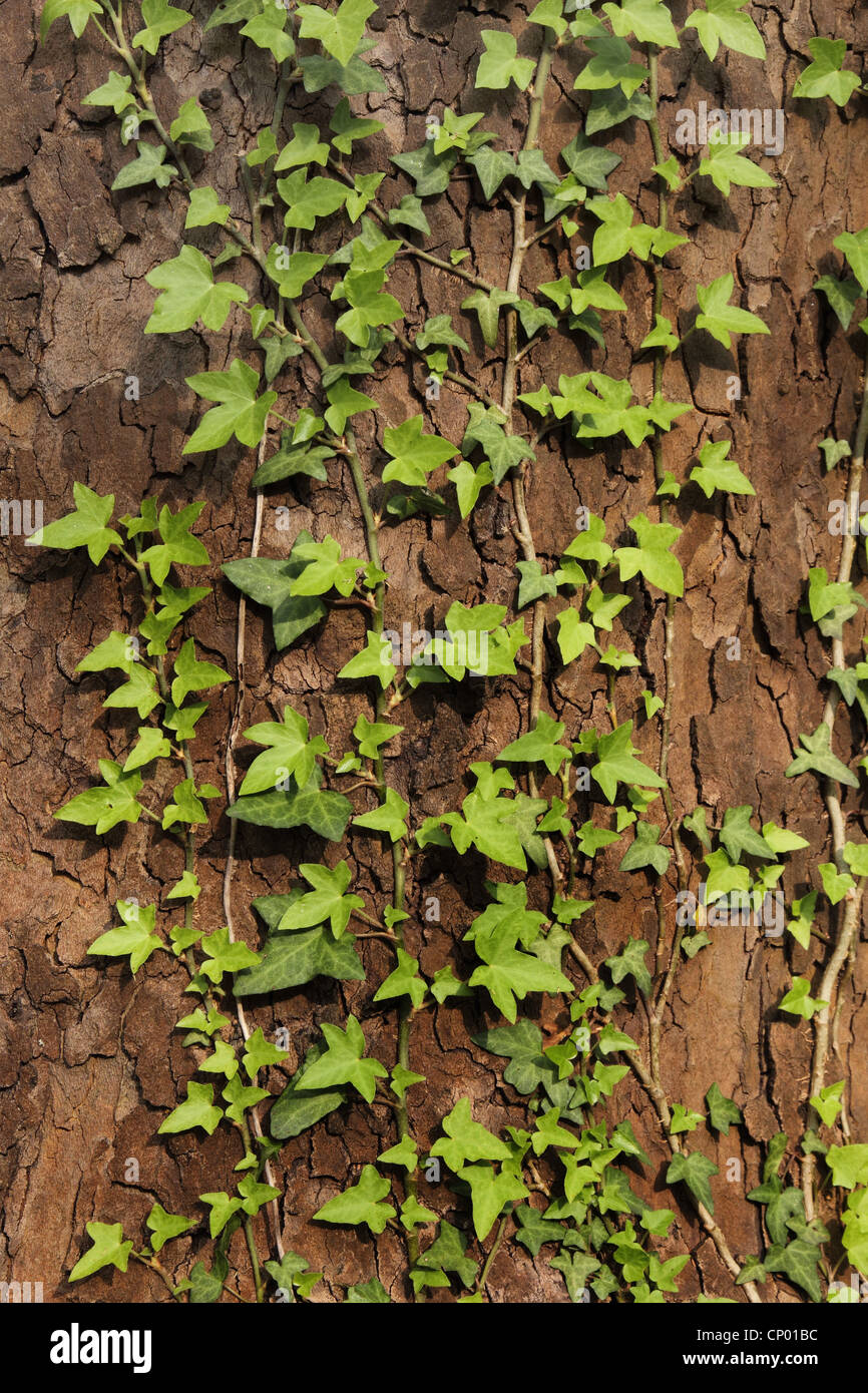 English ivy, comune edera (Hedera helix), arrampicata su un tronco di albero, Germania Foto Stock