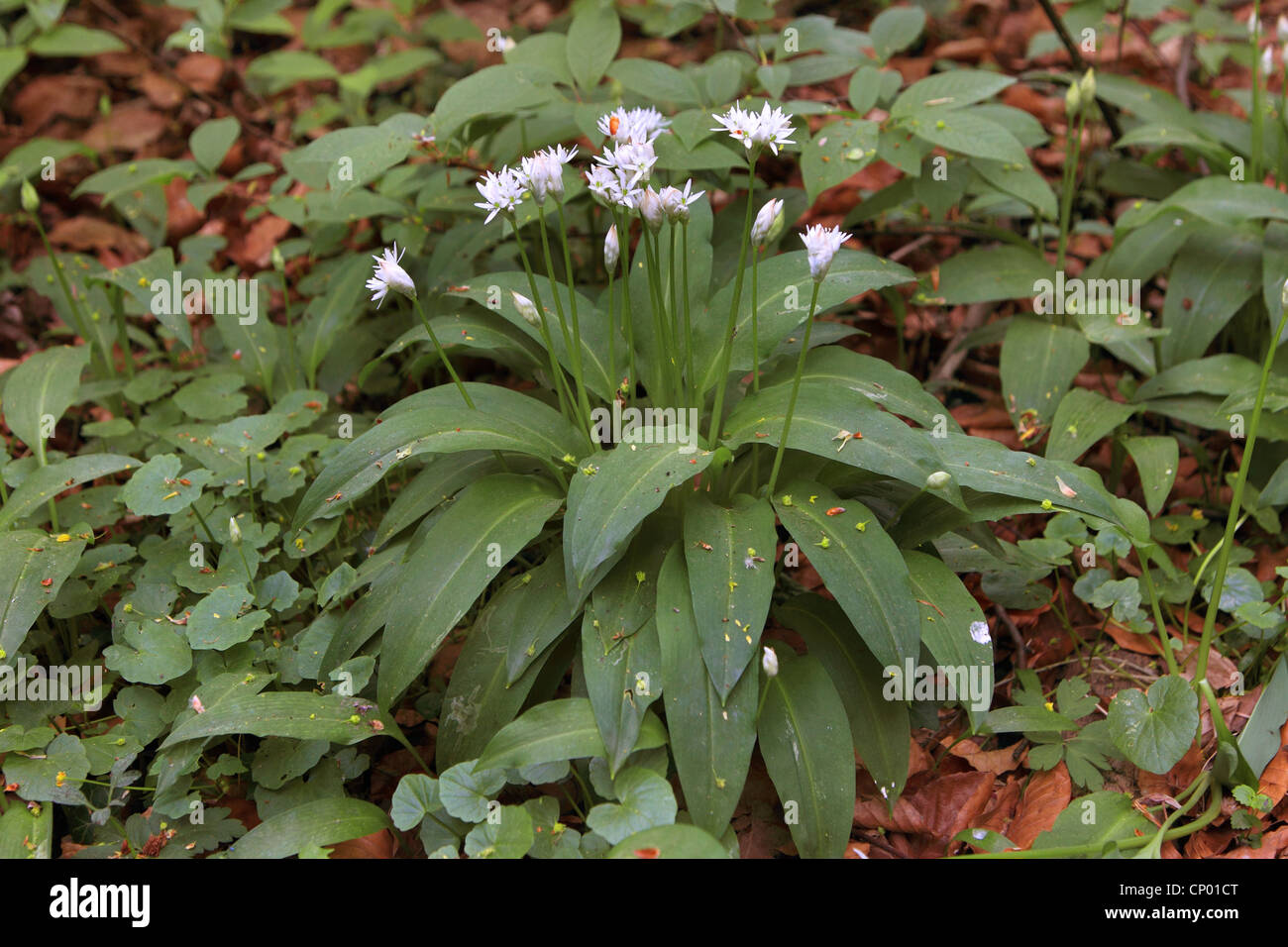Ramsons (Allium ursinum), fioritura sul suolo della foresta, Germania Foto Stock
