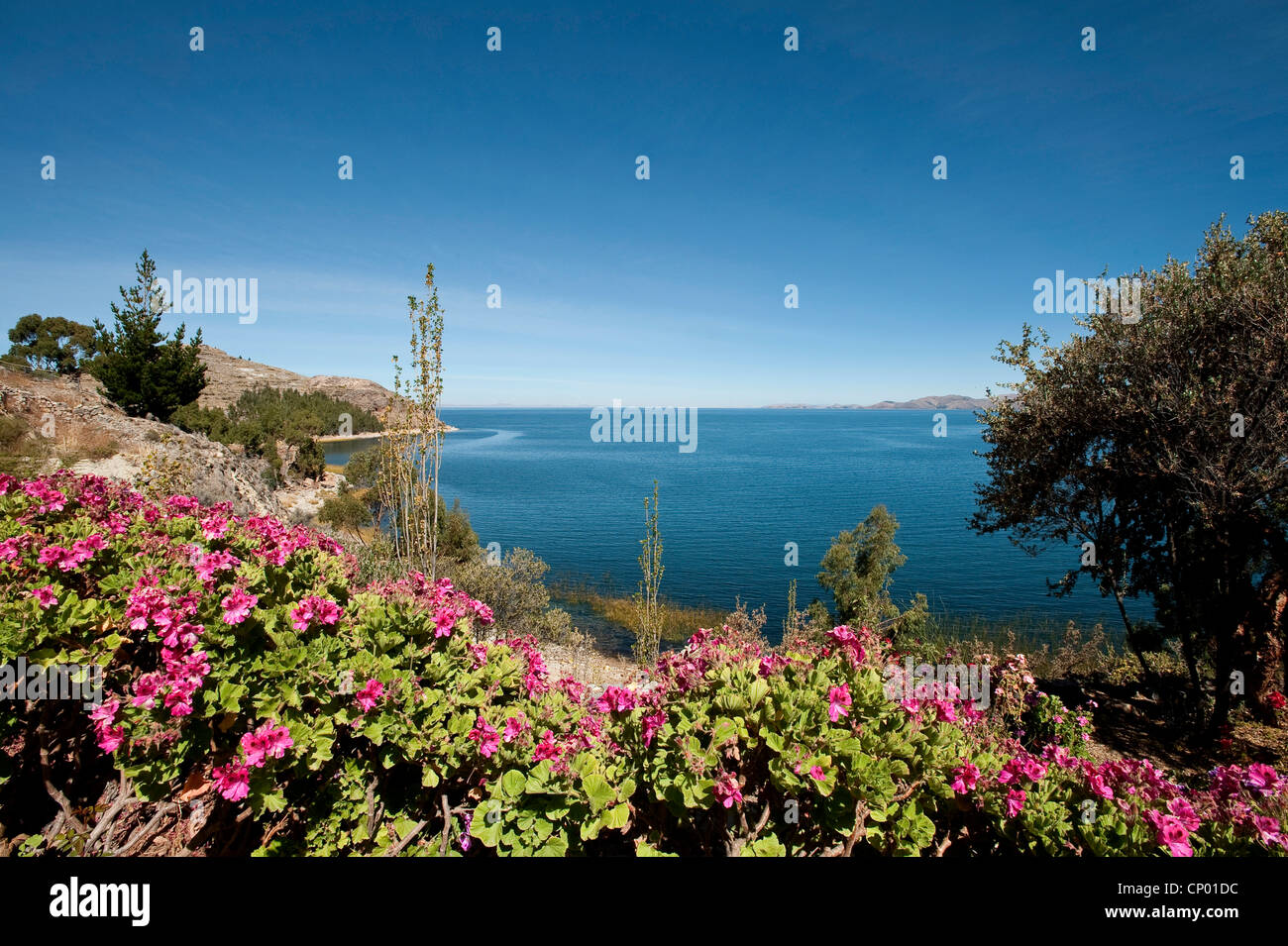 Vista dal blooming riva verso il basso le scogliere del Lago Titicaca, Perù, Taquile Island, il lago Titicaca Foto Stock