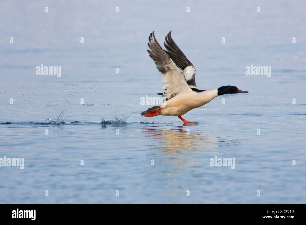 Smergo maggiore (Mergus merganser), a partire da acqua, Germania, Bassa Sassonia, Wendland ha, Elbtaulau Foto Stock