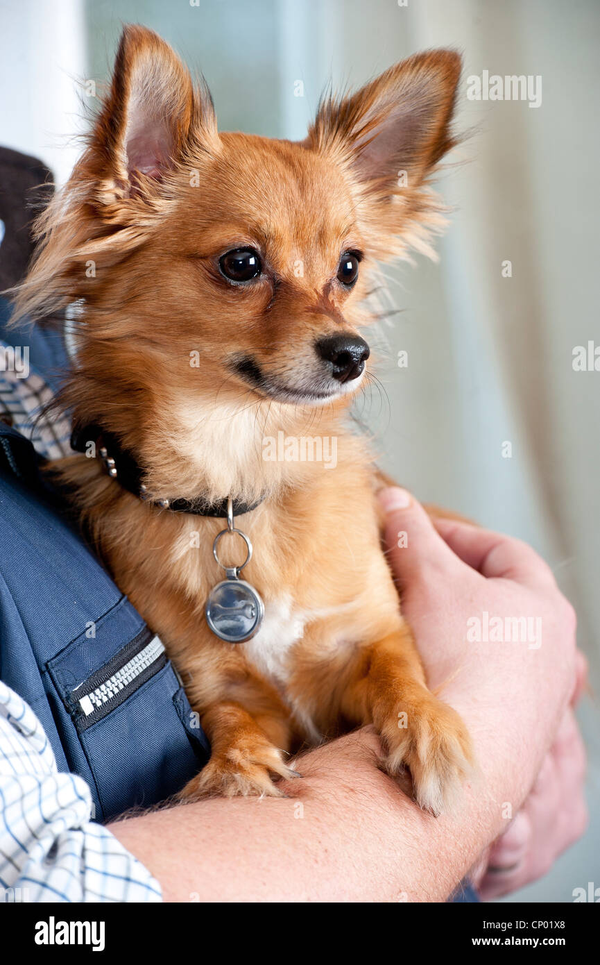 Foto da Darren raffreddare un chihuahua croce cane di razza. Il chihuahua è stato allevato a croce con un jack russell Foto Stock