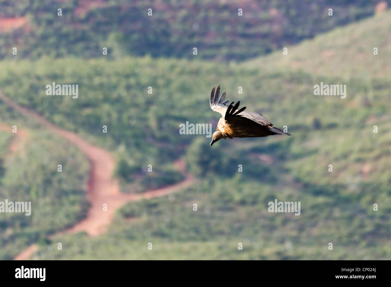 Vulture battenti in Monfrague Parco Nazionale in Spagna Foto Stock