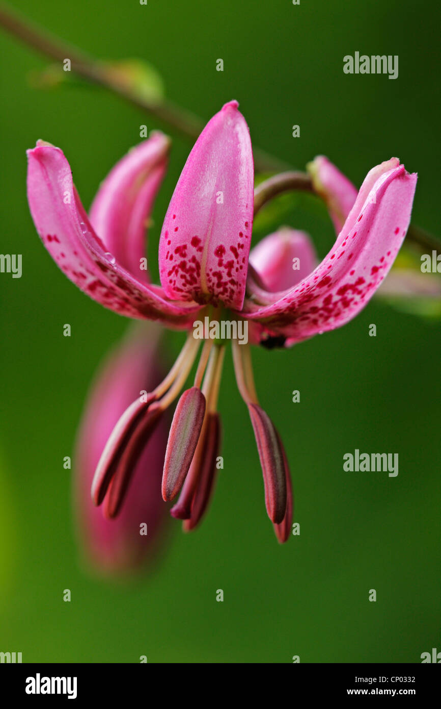 Martagon giglio, viola turk cappuccio del giglio (Lilium martagon), fiore, GERMANIA Baden-Wuerttemberg Foto Stock