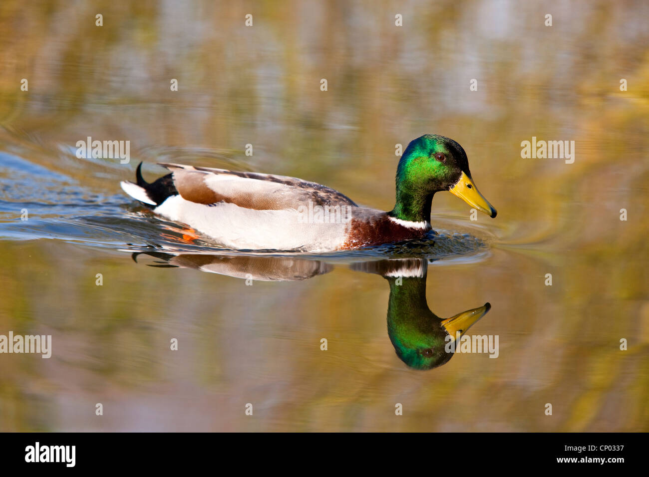 Il Germano Reale o anatra selvatica (Anas platyrhynchos), maschio Foto Stock