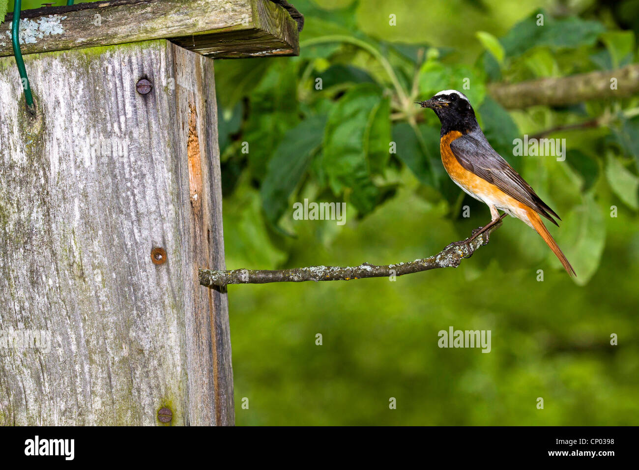 Comune (redstart Phoenicurus phoenicurus), maschio a una scatola di nido, Germania Foto Stock