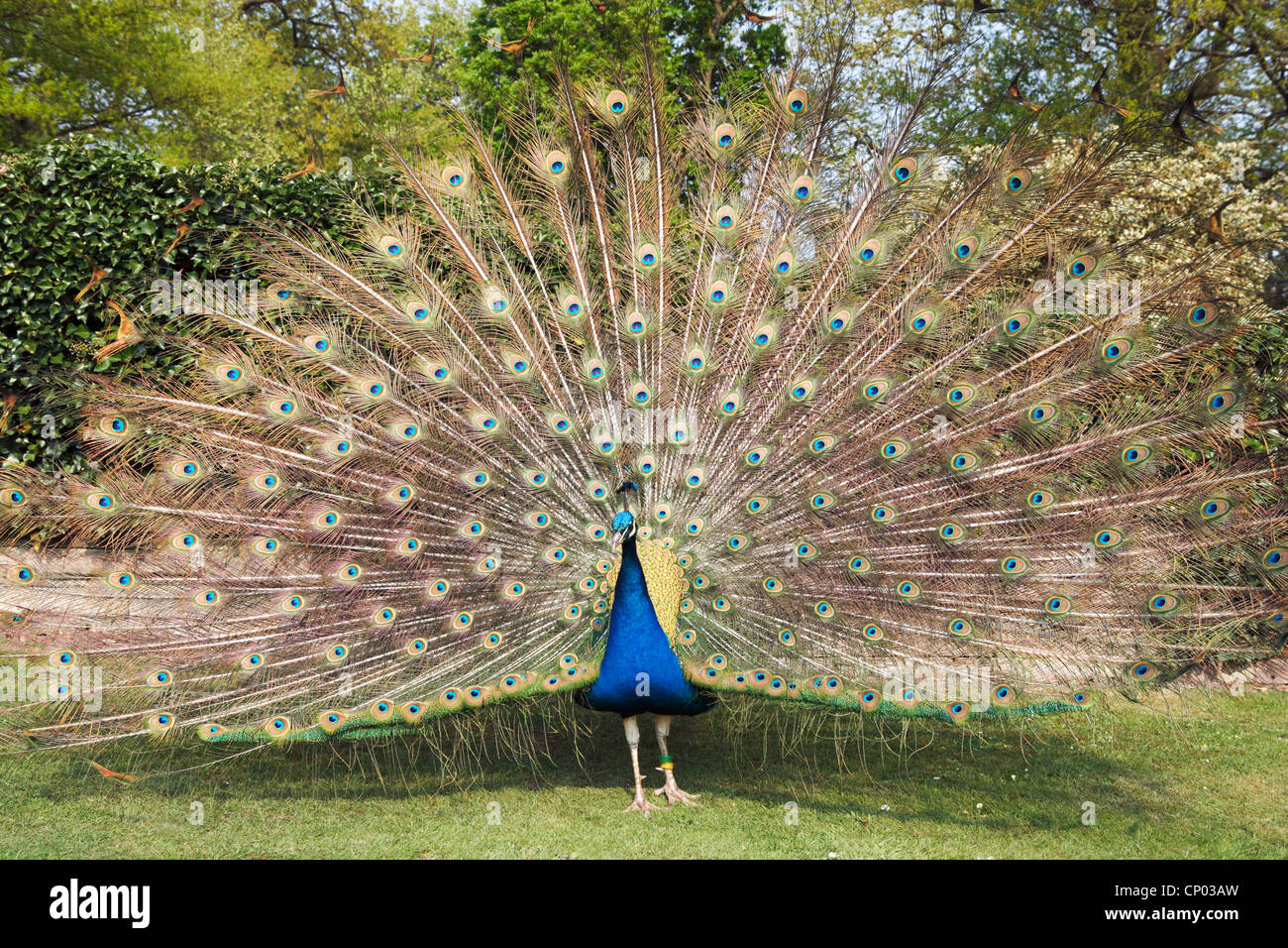 Peafowl indiano o peafowl blu (Pavo cristatus) Foto Stock