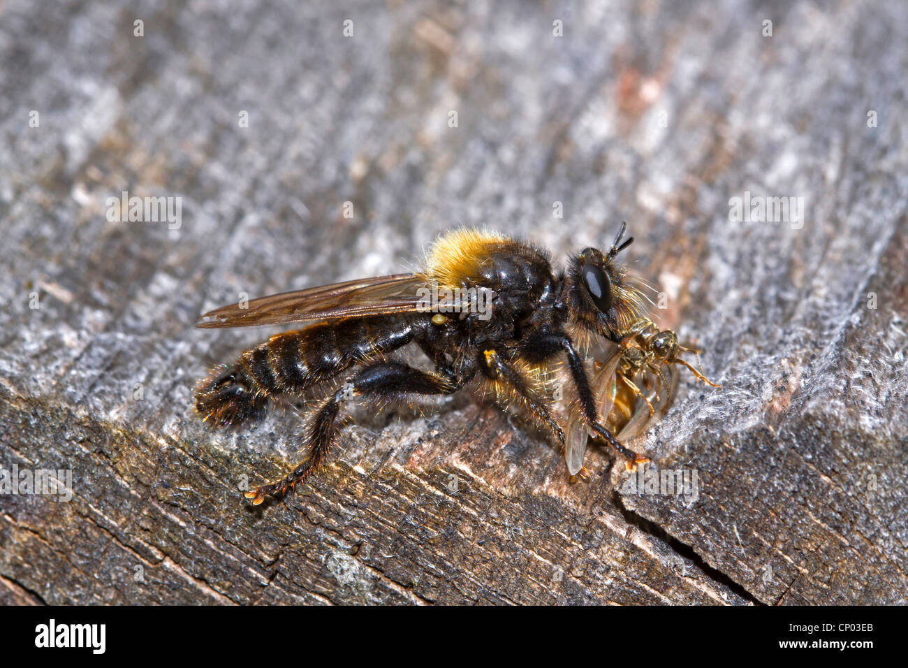 Robberfly con la preda, Germania Foto Stock